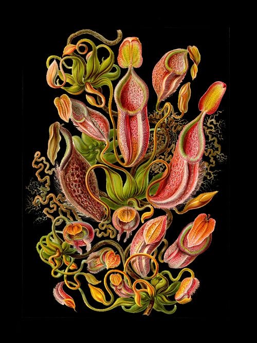 Ilustración científica botánica